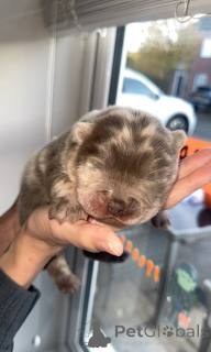 Photo №2 de l'annonce № 161341 de la vente  - acheter à Hongrie 