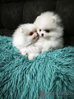 Photo №2 de l'annonce № 133675 de la vente spitz nain - acheter à Georgia annonce privée, de la fourrière, éleveur