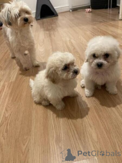 Photo №1. bichon à poil frisé - à vendre en ville de Bernie | négocié | Annonce №171863