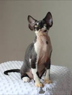 Photo №1. cornish rex - à vendre en ville de Borovlyany | négocié | Annonce № 173216