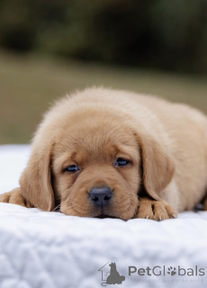 Photo №3. Chiot Fox Red Labrador - 10 semaines - Prêt à câliner. La Grande-Bretagne