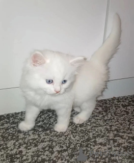 Photo №1. angora turc - à vendre en ville de Inhabituel | 350€ | Annonce № 169820