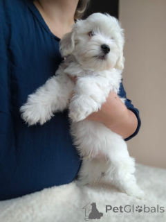 Photo №4. Je vais vendre bichon maltais en ville de Saint-vit. éleveur - prix - 1700€