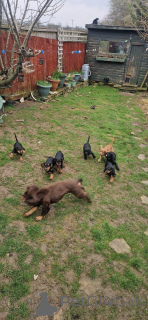 Photo №2 de l'annonce № 176160 de la vente chien bâtard - acheter à Belgique annonce privée