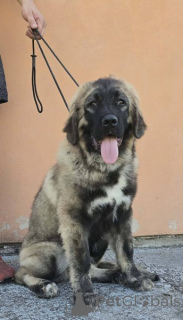 Photo №3. Chiots Berger du Caucase de haute qualité. Serbie