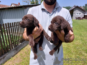 Photos supplémentaires: Labrador Retriever, litière brun chocolat