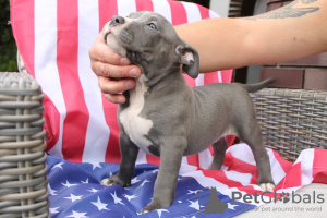 Photos supplémentaires: American Bully Pocket ABKC GrChampions