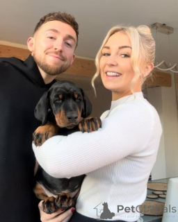 Photo №2 de l'annonce № 159981 de la vente dobermann - acheter à Lituanie annonce privée