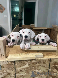 Photo №1. dogue argentin - à vendre en ville de Флорида Сити | 1063€ | Annonce №138956