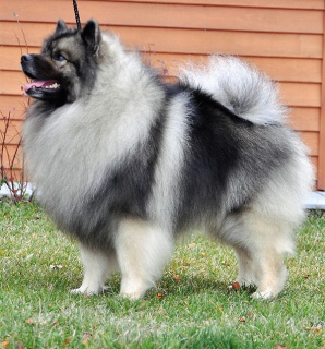 Photo №3. Keeshond. Fédération de Russie