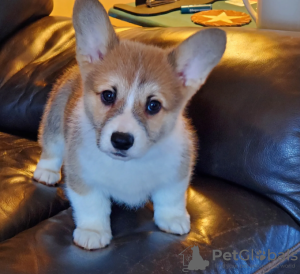 Photo №1. welsh corgi - à vendre en ville de Stockholm | négocié | Annonce №113221