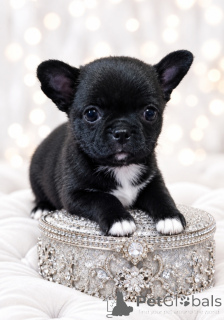 Photo №4. Je vais vendre chihuahua en ville de Dnipro. de la fourrière, éleveur - prix - 600€