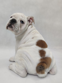 Photo №4. Je vais vendre bulldog anglais en ville de Kharkov. annonce privée, éleveur - prix - 531€