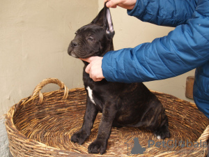 Photos supplémentaires: Chiots cane corso à vendre