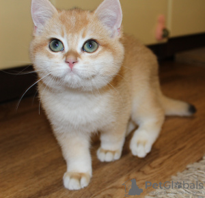 Photo №4. Je vais vendre british shorthair en ville de New york. éleveur - prix - 2366€