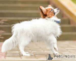 Photo №3. chiots papillons. Biélorussie