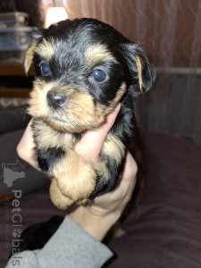Photo №4. Je vais vendre biewer yorkshire terrier, yorkshire terrier en ville de Helsinki. annonce privée, de la fourrière, éleveur - prix - 700€