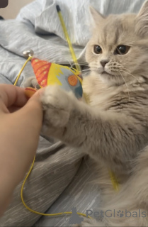 Photo №3. Chat. Georgia