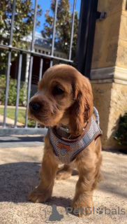 Photo №1. cocker spaniel anglais - à vendre en ville de Alavus | 600€ | Annonce №166700