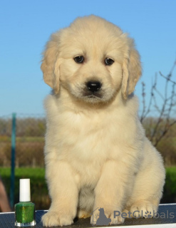 Photo №2 de l'annonce № 96468 de la vente golden retriever - acheter à Serbie 