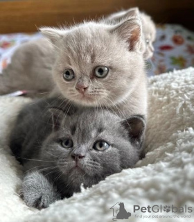 Photo №1. british shorthair - à vendre en ville de Zweisimmen | Gratuit | Annonce № 120885