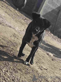 Photo №2 de l'annonce № 157353 de la vente chien bâtard - acheter à Serbie 