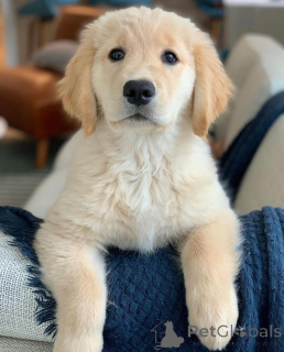 Photo №2 de l'annonce № 142830 de la vente golden retriever - acheter à L'Autriche éleveur