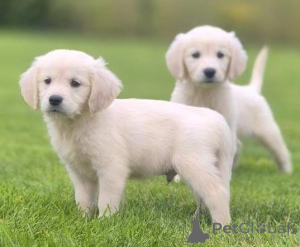 Photo №1. golden retriever - à vendre en ville de Berikon | négocié | Annonce №158364