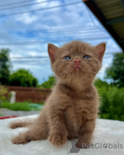 Photo №1. british shorthair - à vendre en ville de Berlin | négocié | Annonce № 167322
