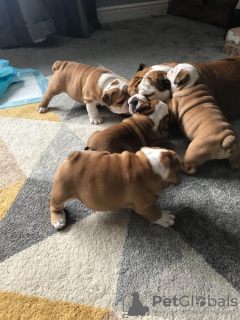 Photos supplémentaires: Chiots bouledogue anglais vaccinés à vendre à des foyers bienveillants