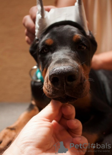 Photo №3. Chiots Dobermann. Serbie