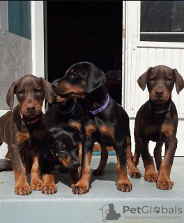 Photo №1. dobermann - à vendre en ville de Вилкавишкис | négocié | Annonce №119700