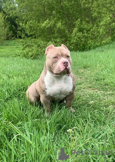 Photo №1. american bully - à vendre en ville de Riga | 1200€ | Annonce №123753