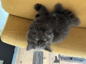 Photo №3. Vend british mâle chocolat. Luxembourg