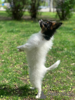 Photos supplémentaires: Chiot Papillon. FCI