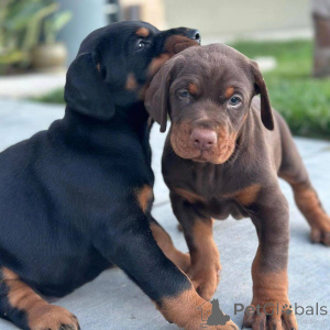 Photo №3. De magnifiques chiots Dobermann mâles et femelles à la recherche d'un foyer. Mexique