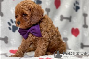 Photo №3. Beaux chiots Cavapoo Pour adoption gratuite. Allemagne