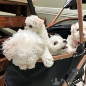 Photo №2 de l'annonce № 160781 de la vente bichon maltais - acheter à Pays Bas éleveur