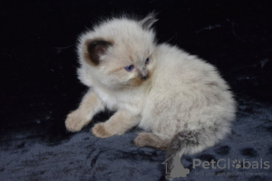 Photo №4. Je vais vendre ragdoll en ville de Varsovie. annonce privée, éleveur - prix - 300€