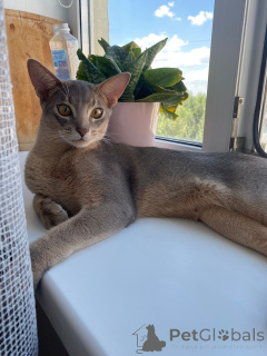 Photo №1. abyssin - à vendre en ville de Rostov-sur-le-Don | 647€ | Annonce № 149033