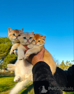 Photo №1. british shorthair - à vendre en ville de Aarau | 500€ | Annonce № 163493