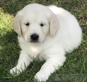 Photos supplémentaires: Golden retriever