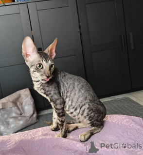 Photo №1. cornish rex - à vendre en ville de Bensheim | 350€ | Annonce № 174534