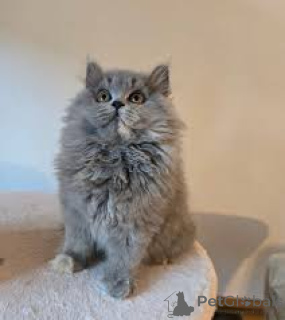Photo №3. Chatons British Longhair à vendre. France