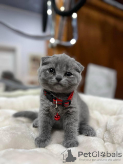 Photo №2 de l'annonce № 122990 de la vente scottish fold - acheter à USA annonce privée