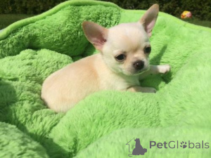 Photo №1. chihuahua - à vendre en ville de Aacheur | négocié | Annonce №167103