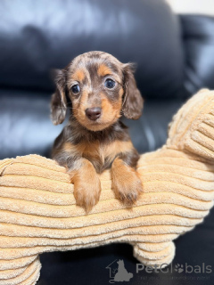 Photo №1. teckel - à vendre en ville de Заксен-Ансбах | 500€ | Annonce №139194