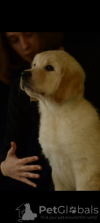 Photo №1. golden retriever - à vendre en ville de Saint-Pétersbourg | 845€ | Annonce №13618