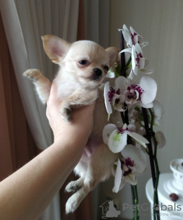 Photo №1. chihuahua - à vendre en ville de New york | 379€ | Annonce №104170