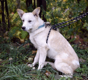 Photo №3. Le merveilleux ours polaire Kai est à la recherche d'un foyer !. Fédération de Russie